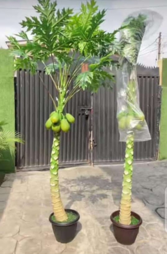 Artificial Paw Paw Trees